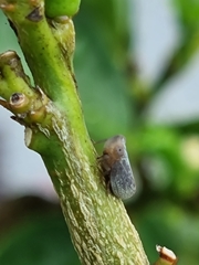 Scolypopa australis