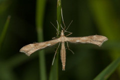Gillmeria pallidactyla