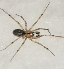 Stemonyphantes lineatus