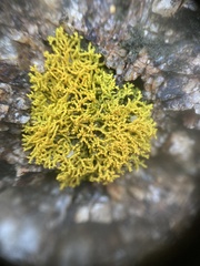 Polycauliona coralloides