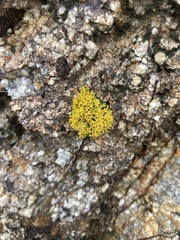 Polycauliona coralloides