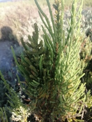 Arthrocaulon macrostachyum