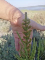 Arthrocaulon macrostachyum