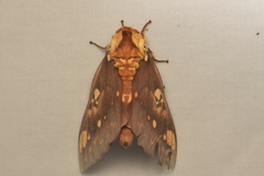 Citheronia hamifera