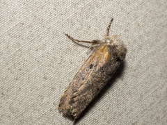 Cryptophasa irrorata