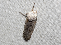 Cryptophasa irrorata