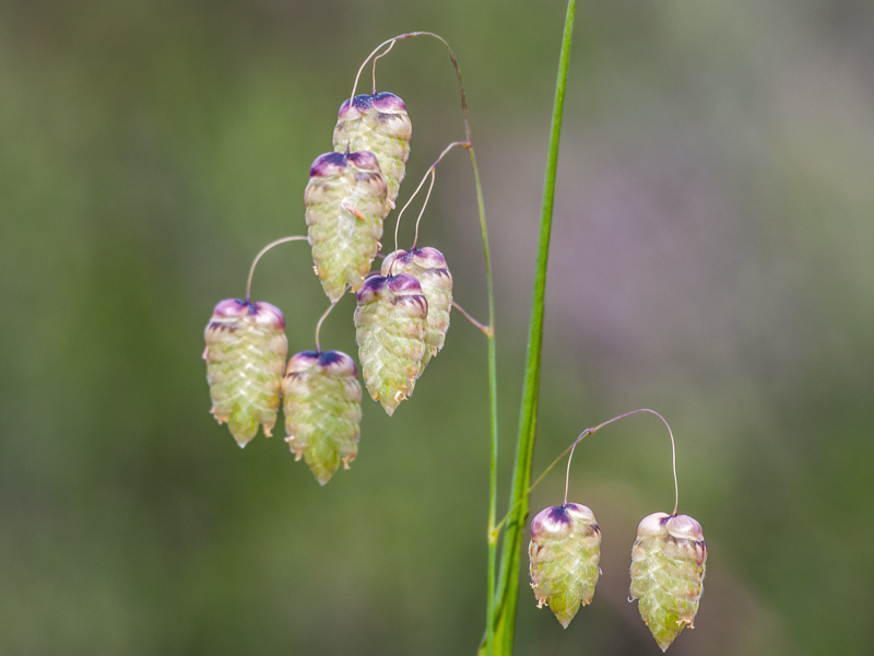 Briza maxima