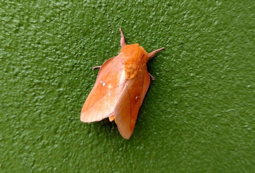 Syssphinx yucatana