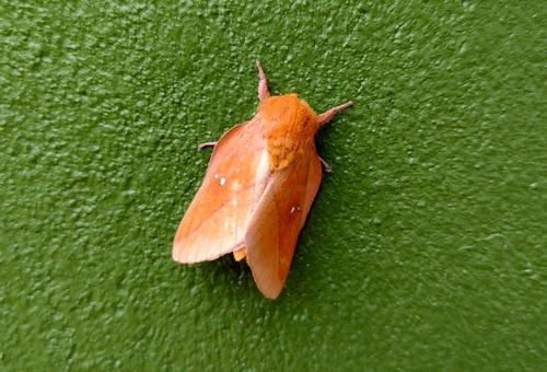 Syssphinx yucatana