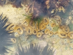 Palythoa caribaeorum
