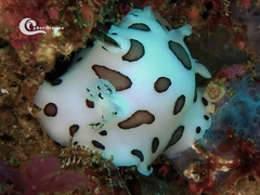 Peltodoris atromaculata