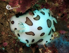 Peltodoris atromaculata