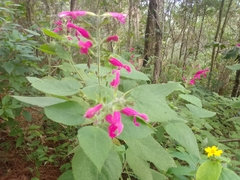 Salvia dorisiana