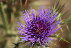 Cynara cardunculus