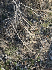 Abutilon theophrasti