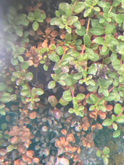 Penstemon davidsonii