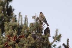 Leucosticte australis
