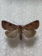 Xestia collina