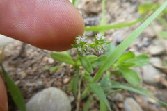 Valerianella