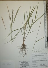 Elymus hyperarcticus