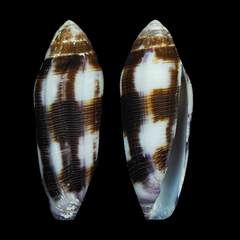 Conus violaceus