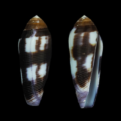 Conus violaceus