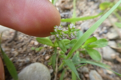 Valerianella