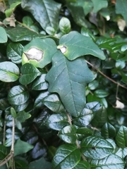 Boquila trifoliolata