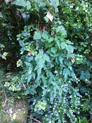 Boquila trifoliolata