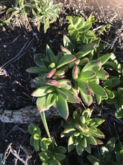 Dudleya farinosa