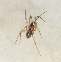 Stemonyphantes lineatus