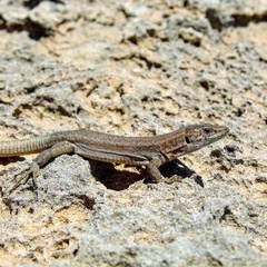 Podarcis pityusensis