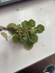 Lamium purpureum