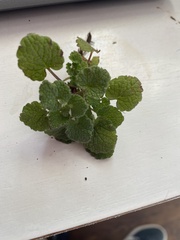 Lamium purpureum