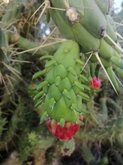 Austrocylindropuntia subulata