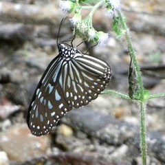 Ideopsis vulgaris