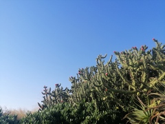 Austrocylindropuntia subulata