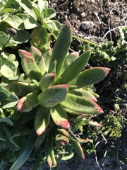 Dudleya farinosa