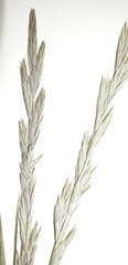 Elymus hyperarcticus