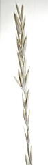 Elymus hyperarcticus