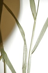 Elymus hyperarcticus