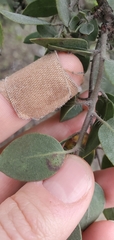 Arctostaphylos pilosula
