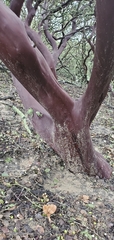 Arctostaphylos pilosula