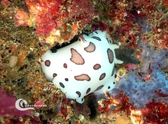 Peltodoris atromaculata