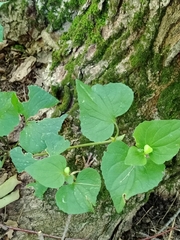 Viola