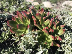 Dudleya farinosa