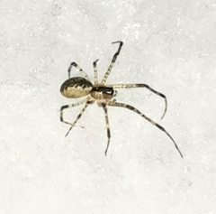 Pityohyphantes phrygianus