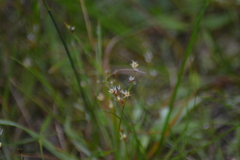 Juncus pelocarpus