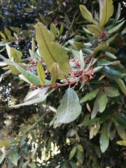 Aextoxicon punctatum