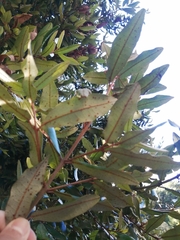 Aextoxicon punctatum